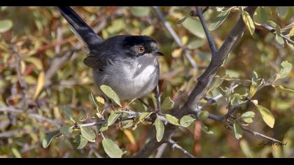 Sardinian Warbler