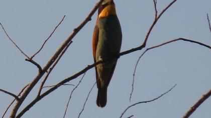 European Bee-eater