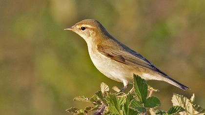 Willow Warbler