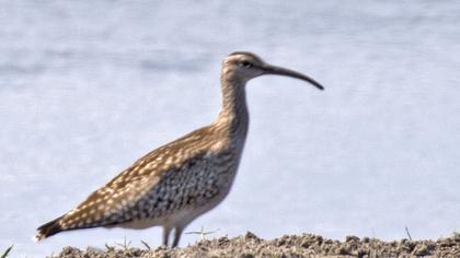 Whimbrel