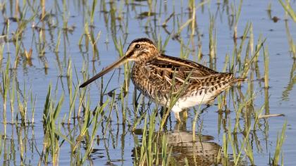 Common Snipe