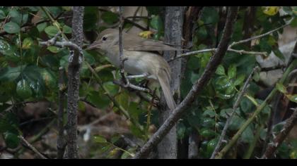 Garden Warbler