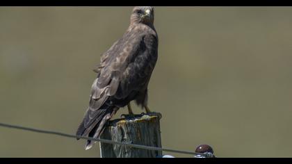 Common Buzzard