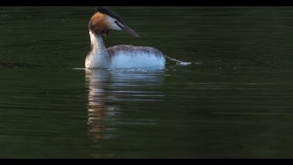 Great Crested Grebe