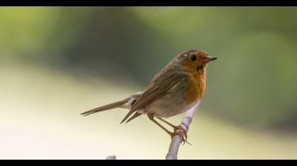 European Robin