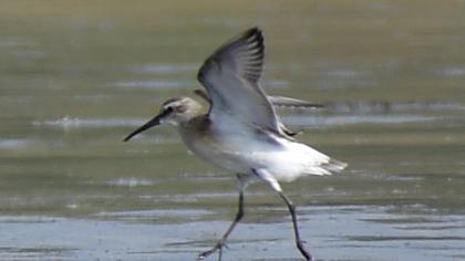 Curlew Sandpiper
