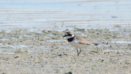 Common Ringed Plover