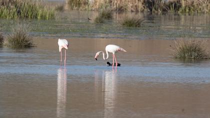 Greater Flamingo