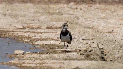 Northern Lapwing