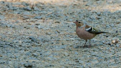 Common Chaffinch