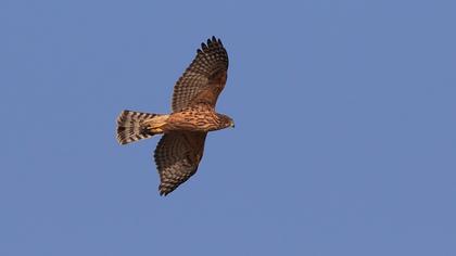 Northern Goshawk
