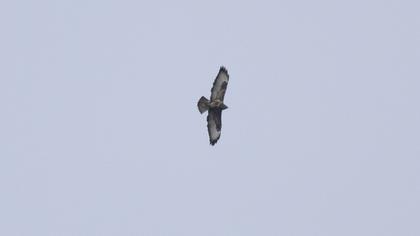 Common Buzzard
