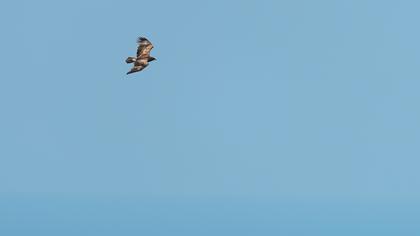 Lesser Spotted Eagle