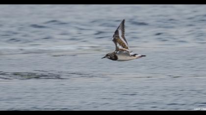 Ruddy Turnstone
