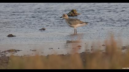Grey Plover