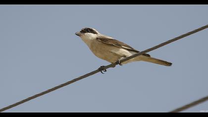 Lesser Grey Shrike