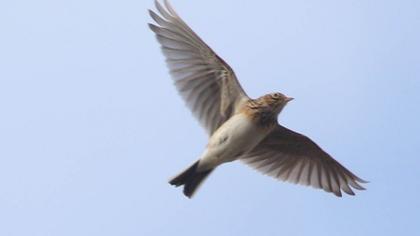 Eurasian Skylark