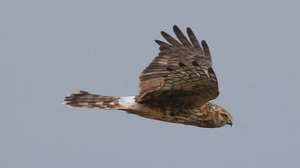 Hen Harrier