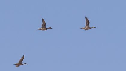 Northern Pintail