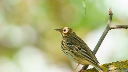Tree Pipit