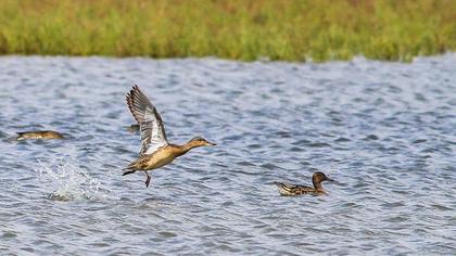 Eurasian Teal