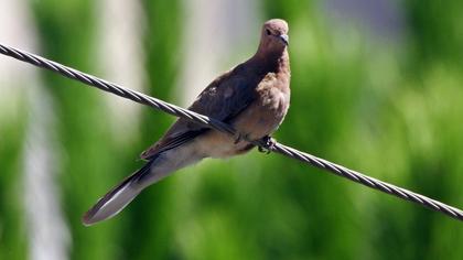 Laughing Dove