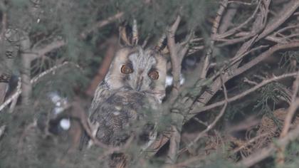 Long-eared Owl