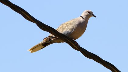 Eurasian Collared Dove