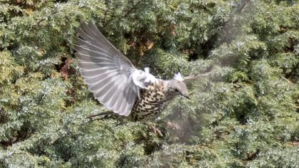 Mistle Thrush