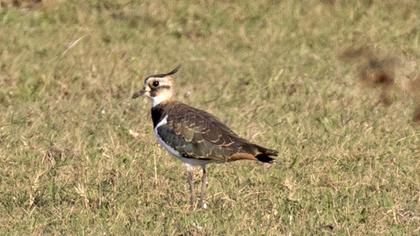 Northern Lapwing