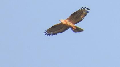 European Honey Buzzard