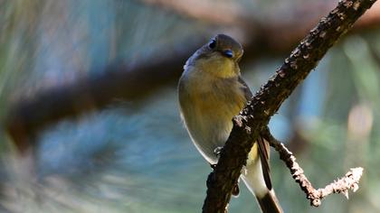 Red-breasted Flycatcher