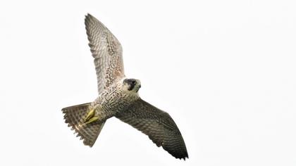Peregrine Falcon
