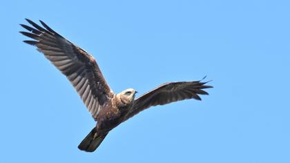 Western Marsh Harrier