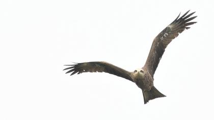 Black Kite