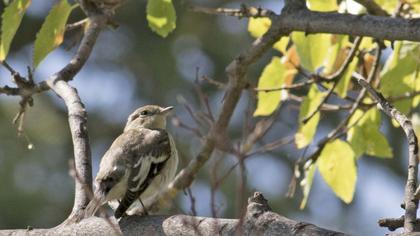 Semicollared Flycatcher