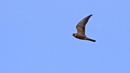 Red-footed Falcon