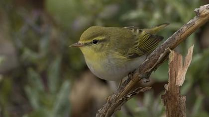 Wood Warbler