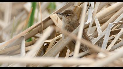 Savi`s Warbler