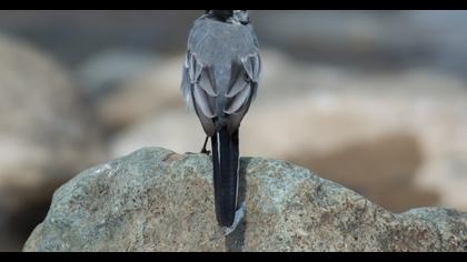 White Wagtail