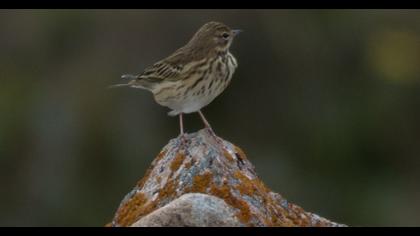 Tree Pipit