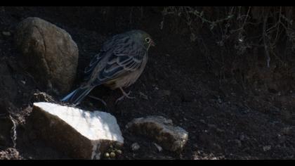 Ortolan Bunting