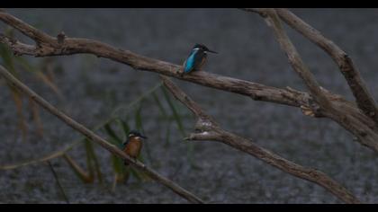 Common Kingfisher