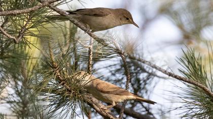 Eastern Olivaceous Warbler