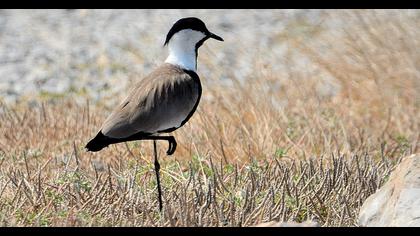 Spur-winged Lapwing