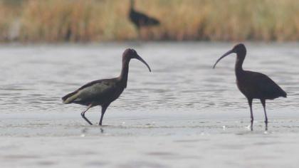 Glossy Ibis