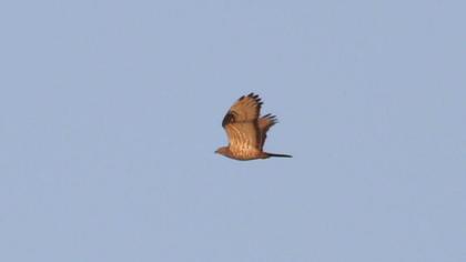 European Honey Buzzard