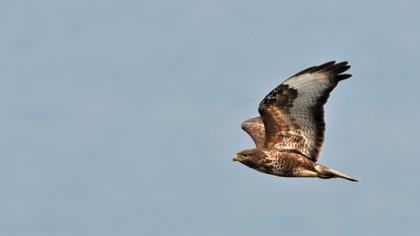 Common Buzzard
