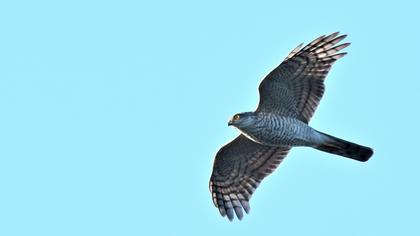 Eurasian Sparrowhawk