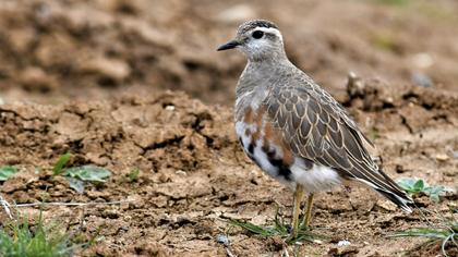 Eurasian Dotterel